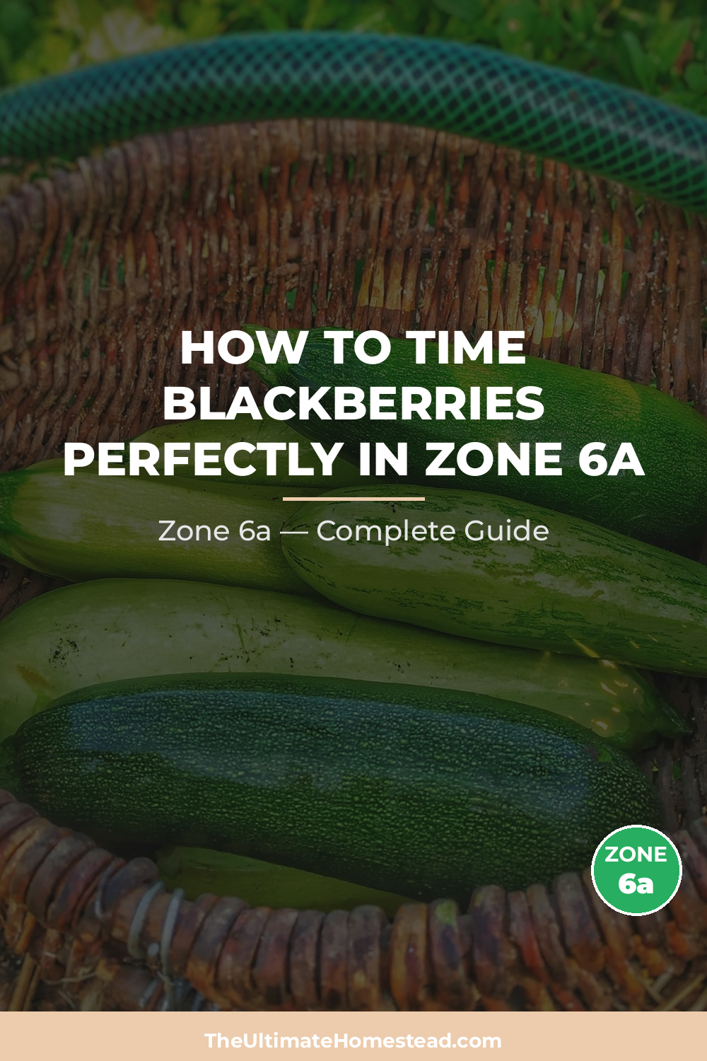 When to Plant Blackberries in Zone 6a
