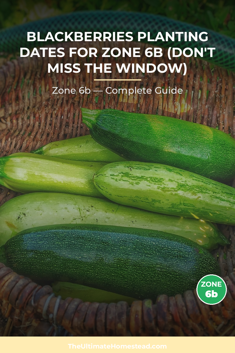 When to Plant Blackberries in Zone 6b