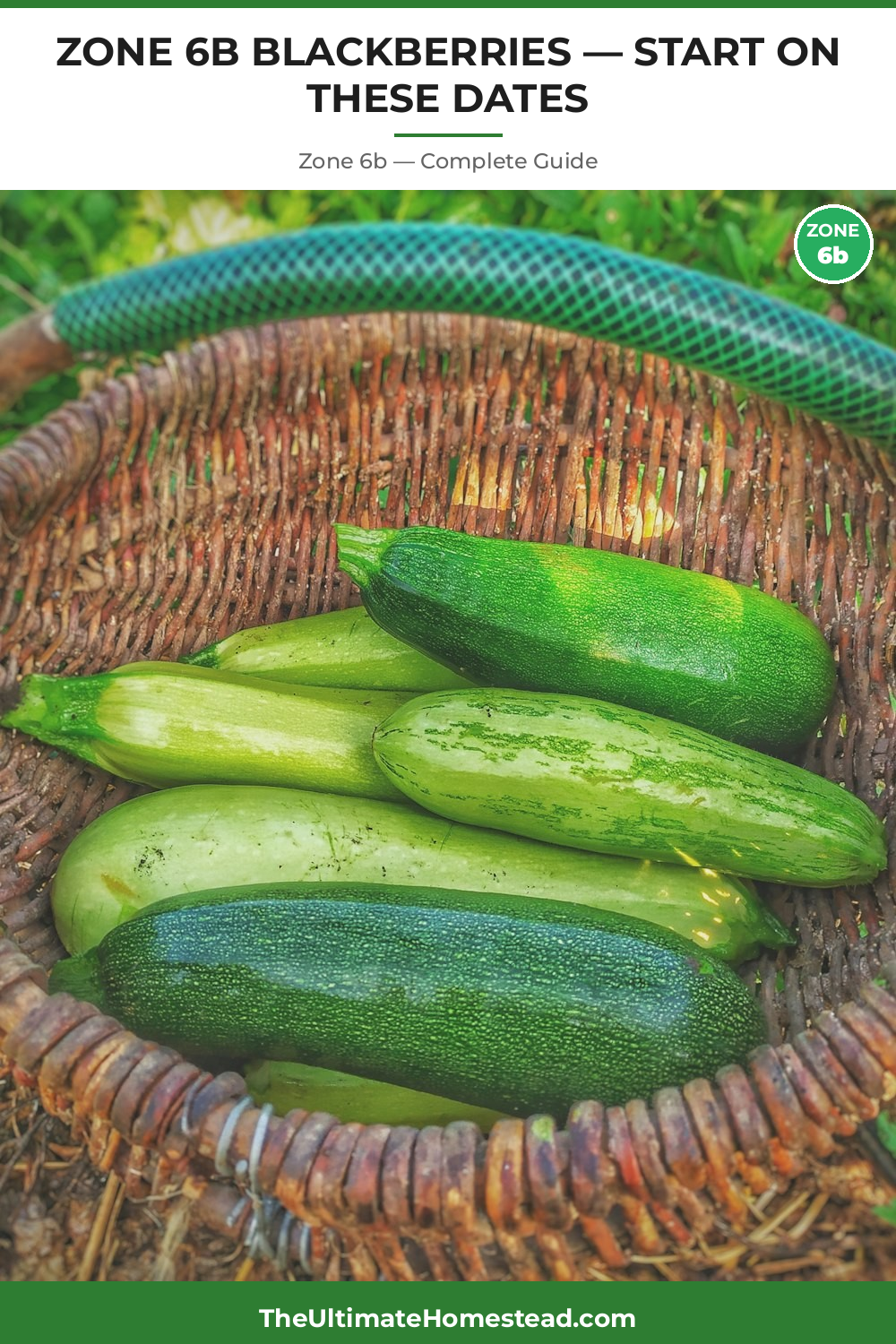 When to Plant Blackberries in Zone 6b