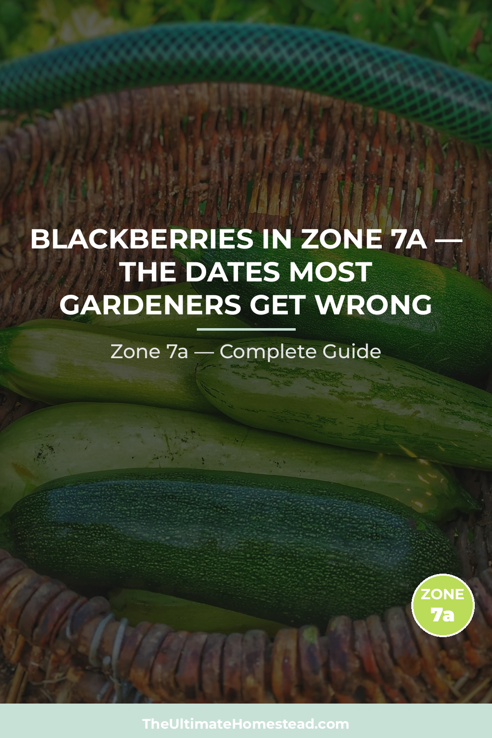 When to Plant Blackberries in Zone 7a