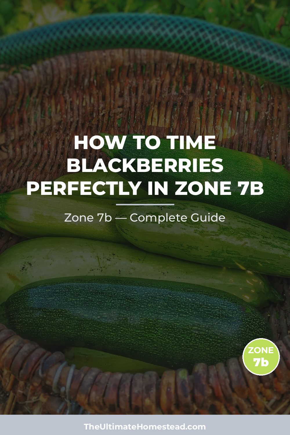 When to Plant Blackberries in Zone 7b