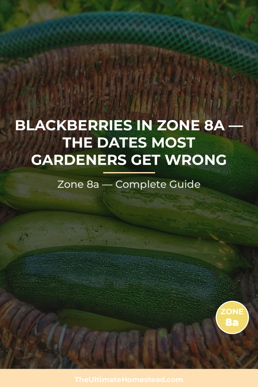 When to Plant Blackberries in Zone 8a