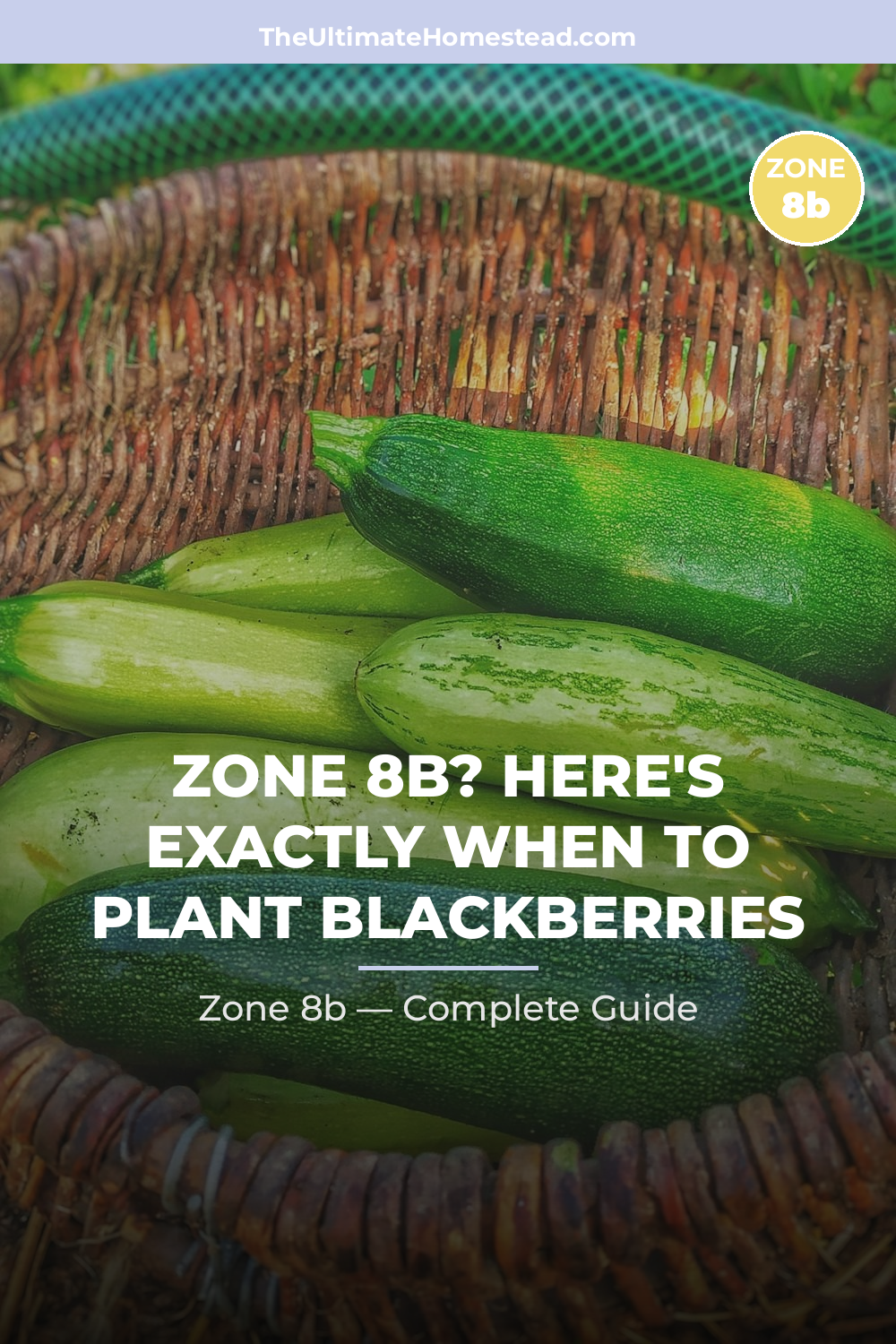 When to Plant Blackberries in Zone 8b