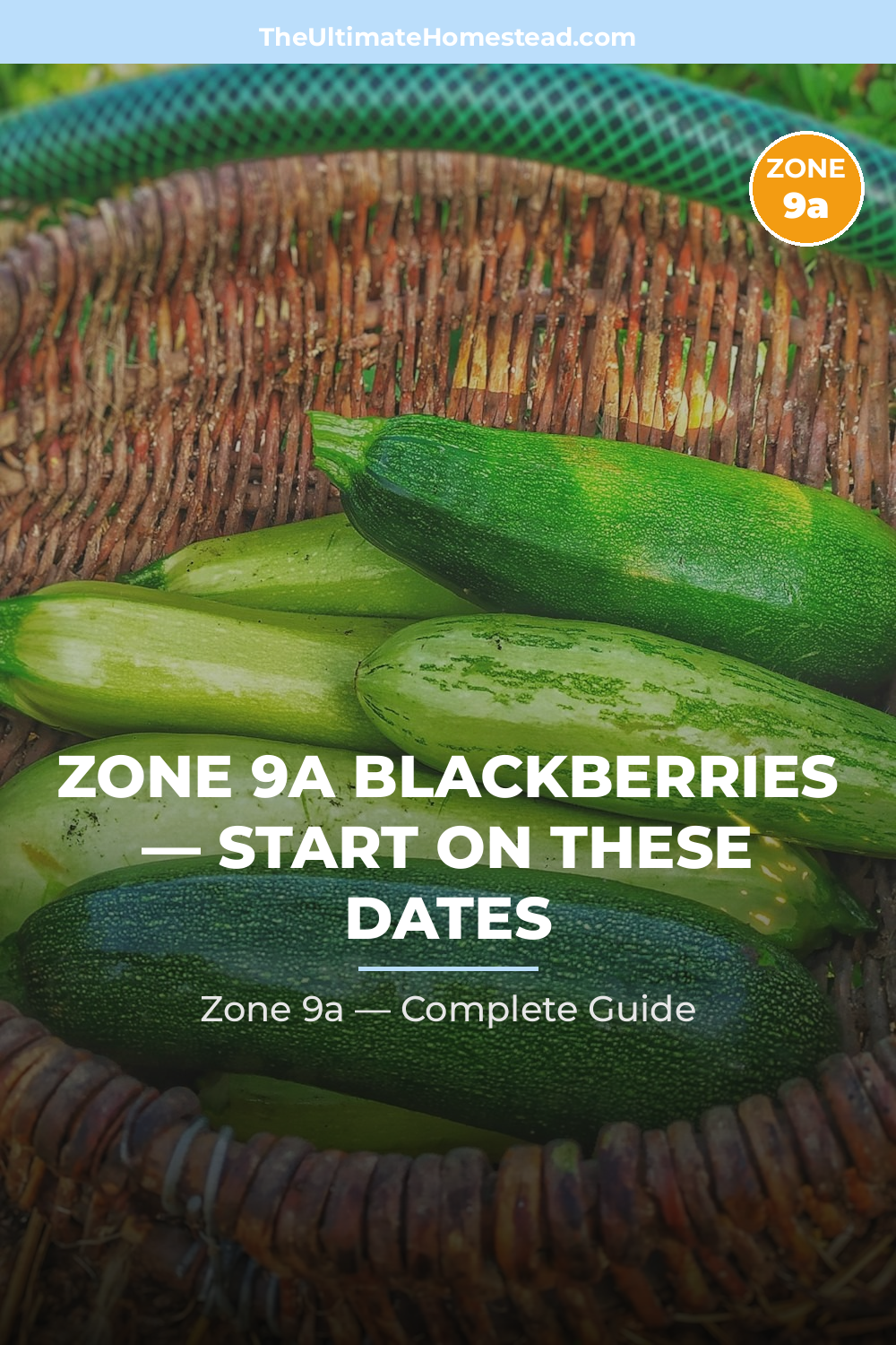 When to Plant Blackberries in Zone 9a