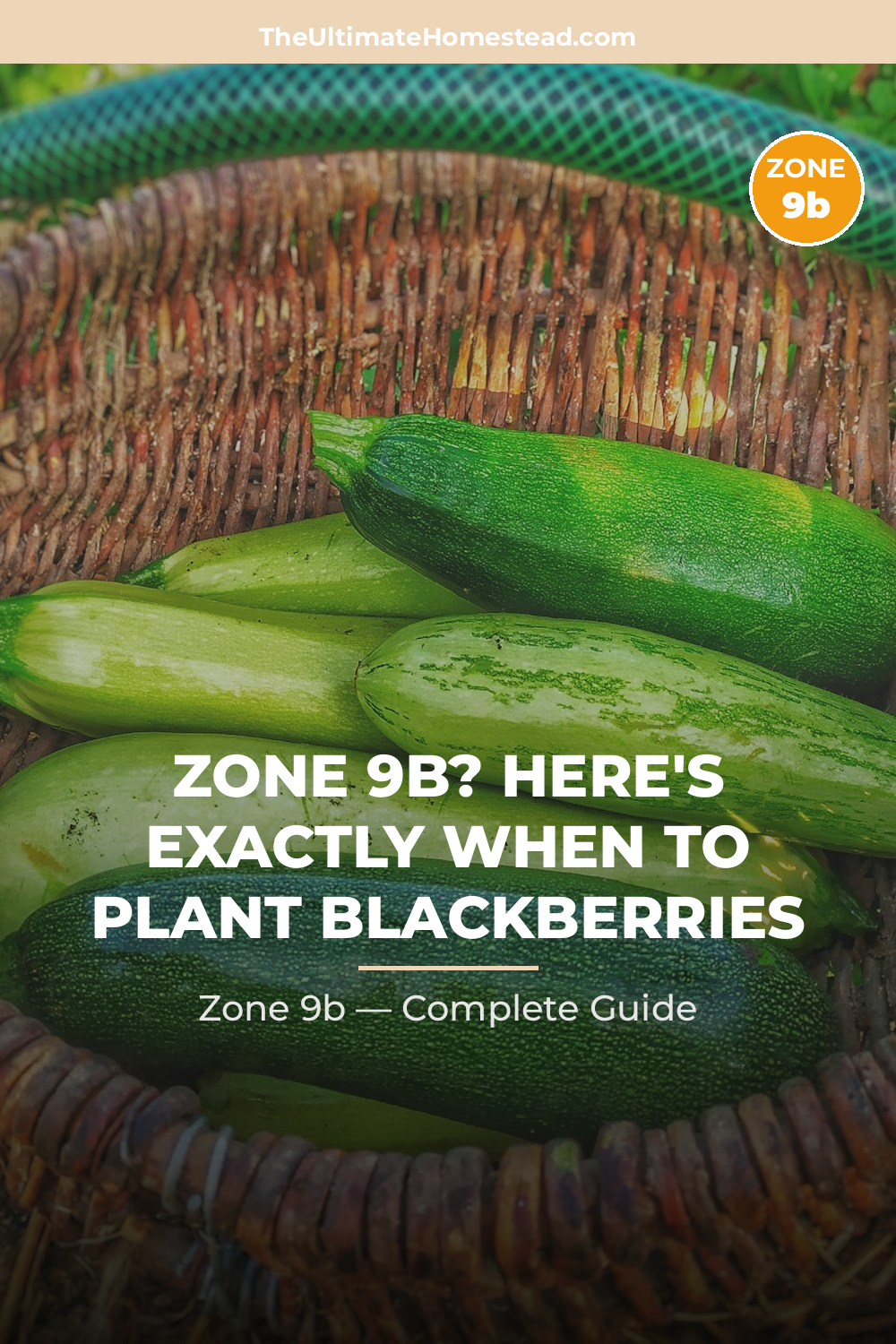 When to Plant Blackberries in Zone 9b