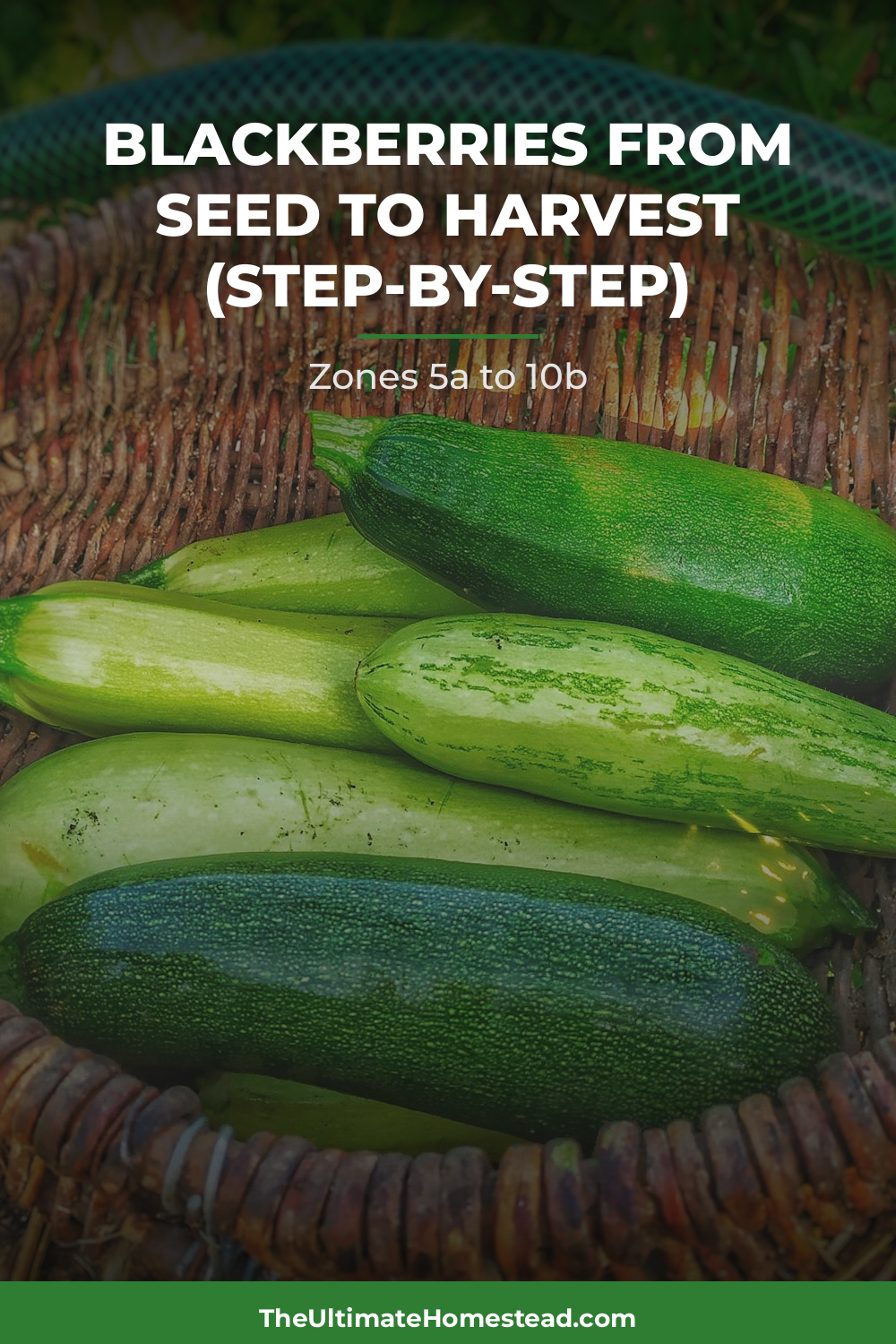 Blackberries Planting Guide