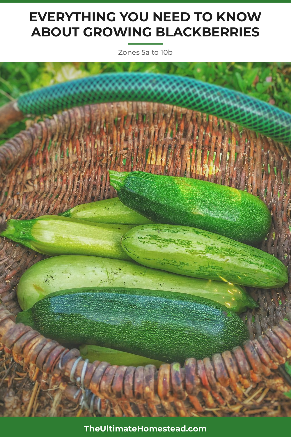 Blackberries Planting Guide