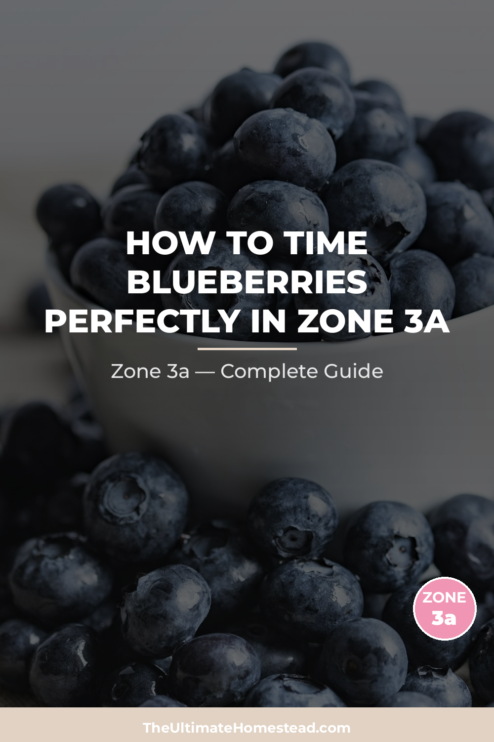 When to Plant Blueberries in Zone 3a