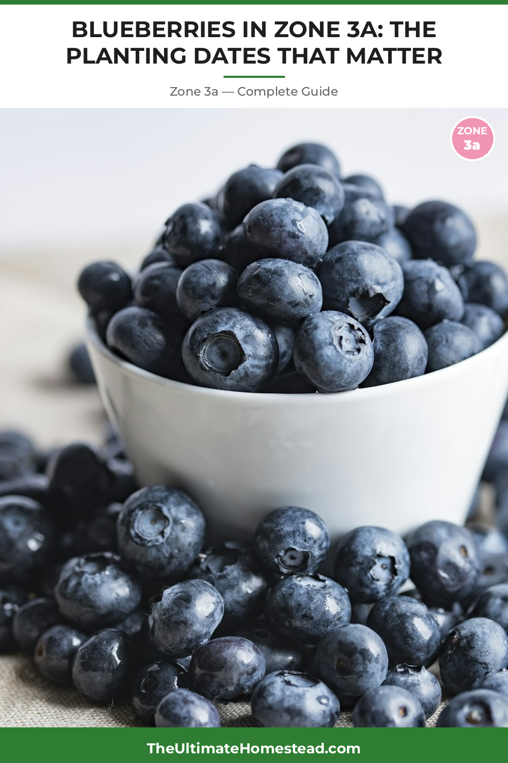 When to Plant Blueberries in Zone 3a