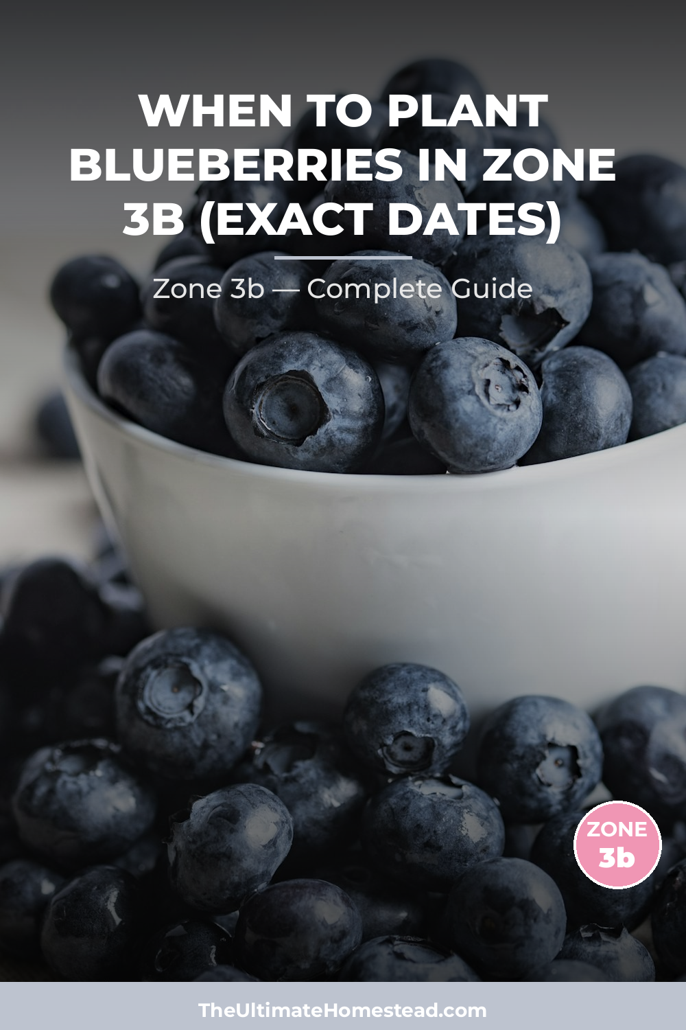 When to Plant Blueberries in Zone 3b