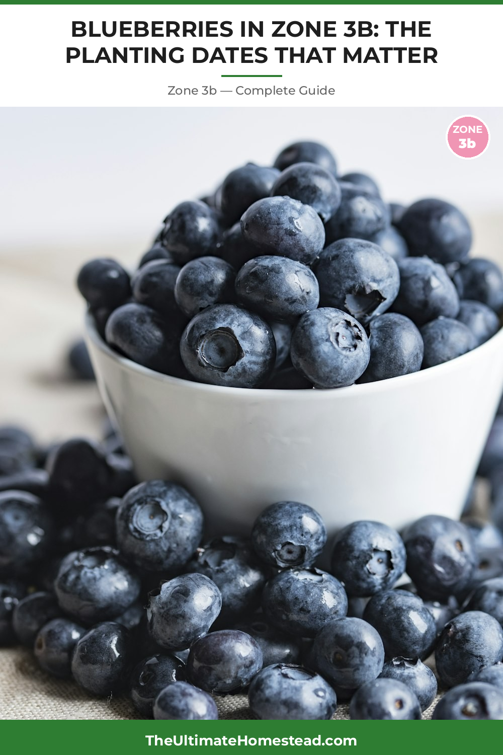 When to Plant Blueberries in Zone 3b