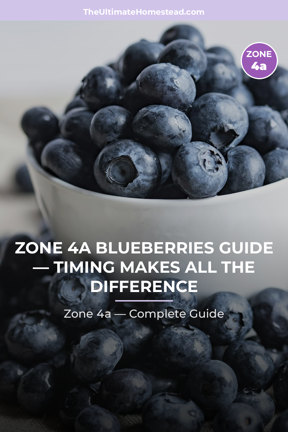 When to Plant Blueberries in Zone 4a