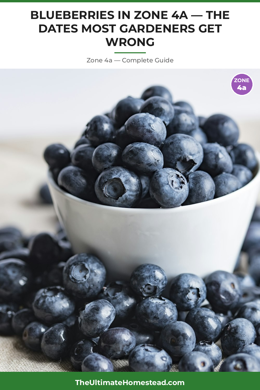 When to Plant Blueberries in Zone 4a