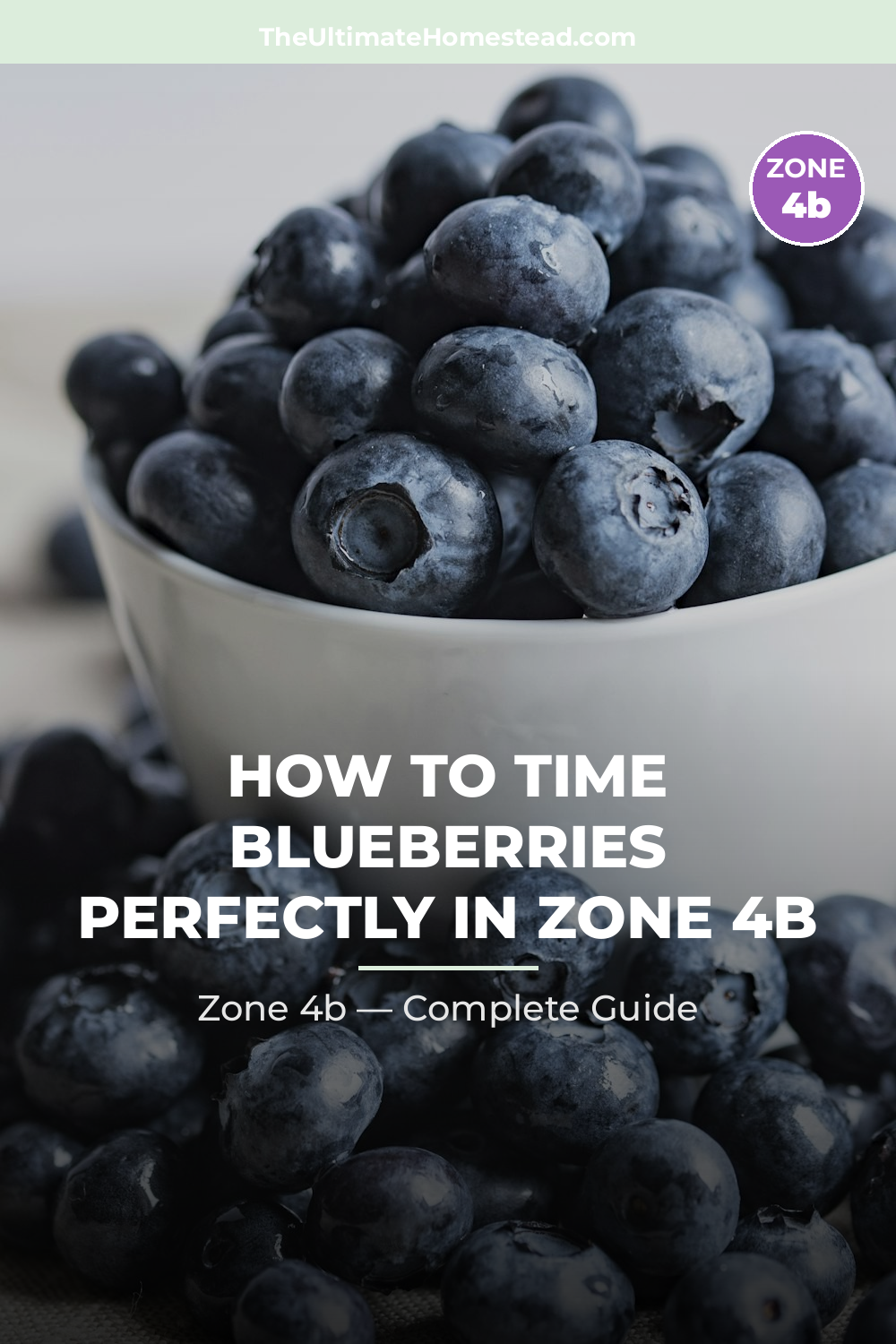 When to Plant Blueberries in Zone 4b