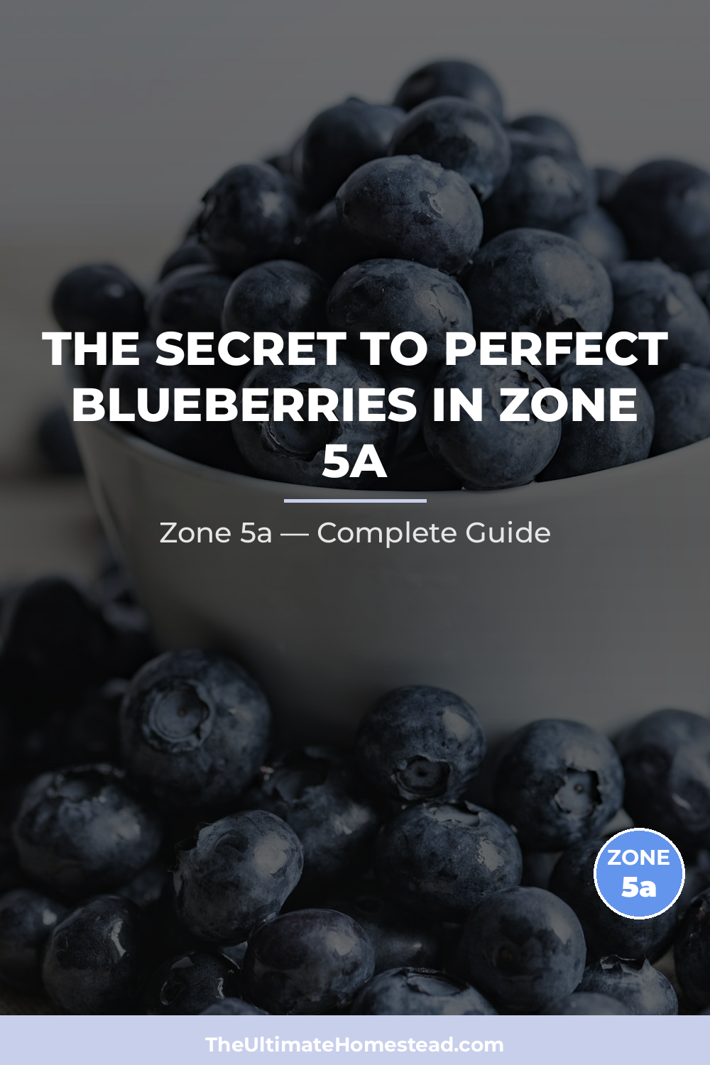 When to Plant Blueberries in Zone 5a
