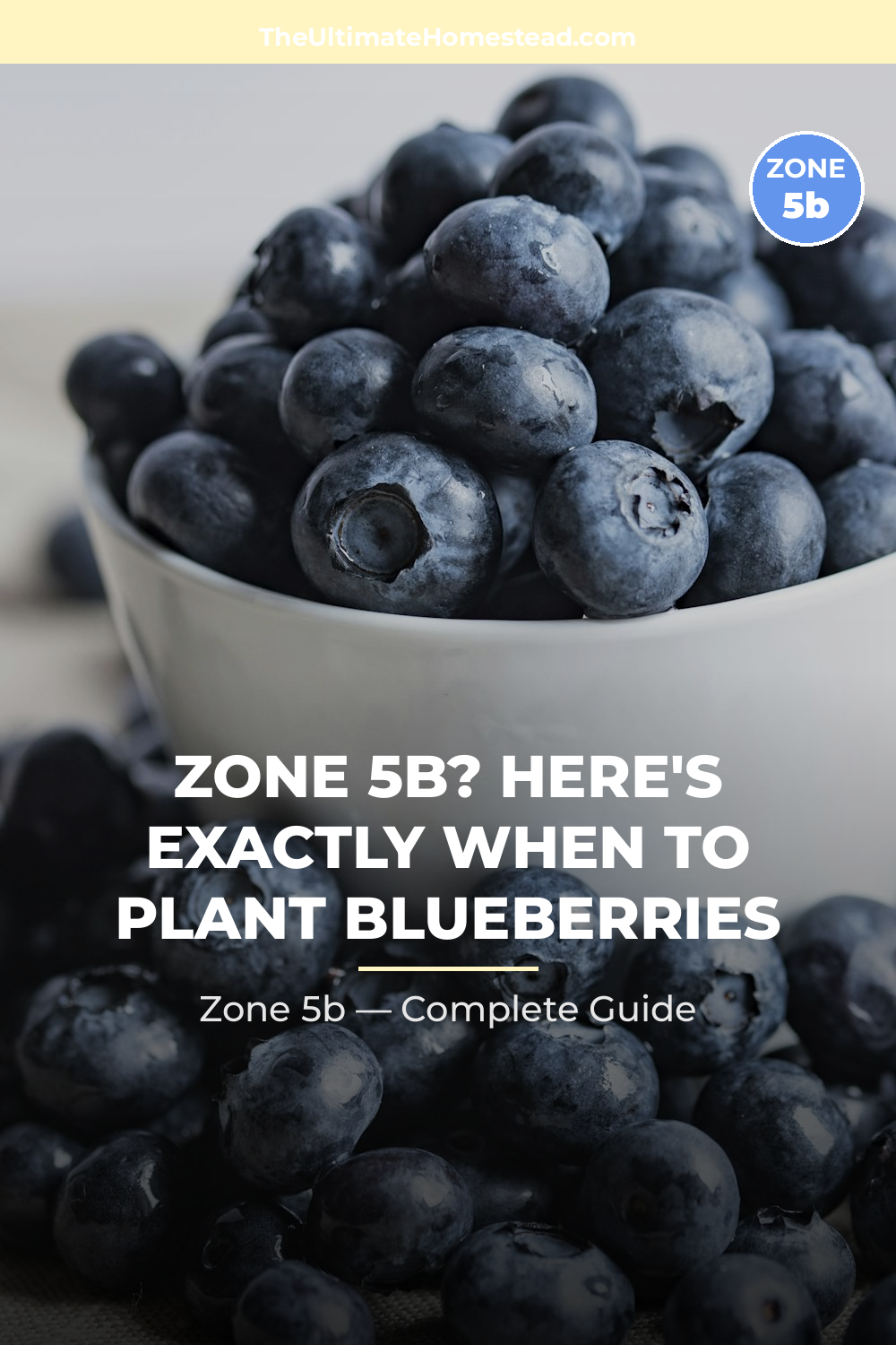 When to Plant Blueberries in Zone 5b