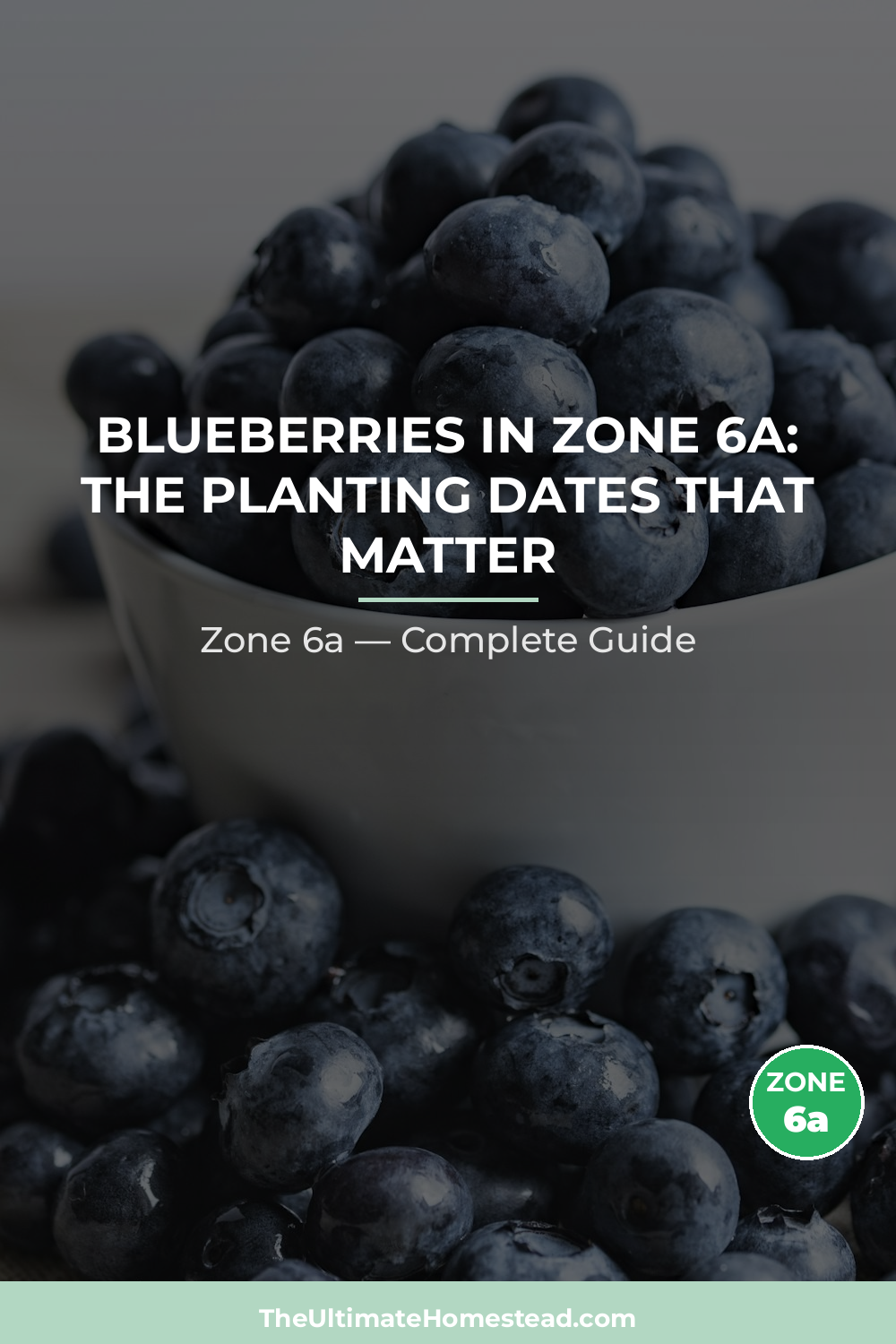 When to Plant Blueberries in Zone 6a