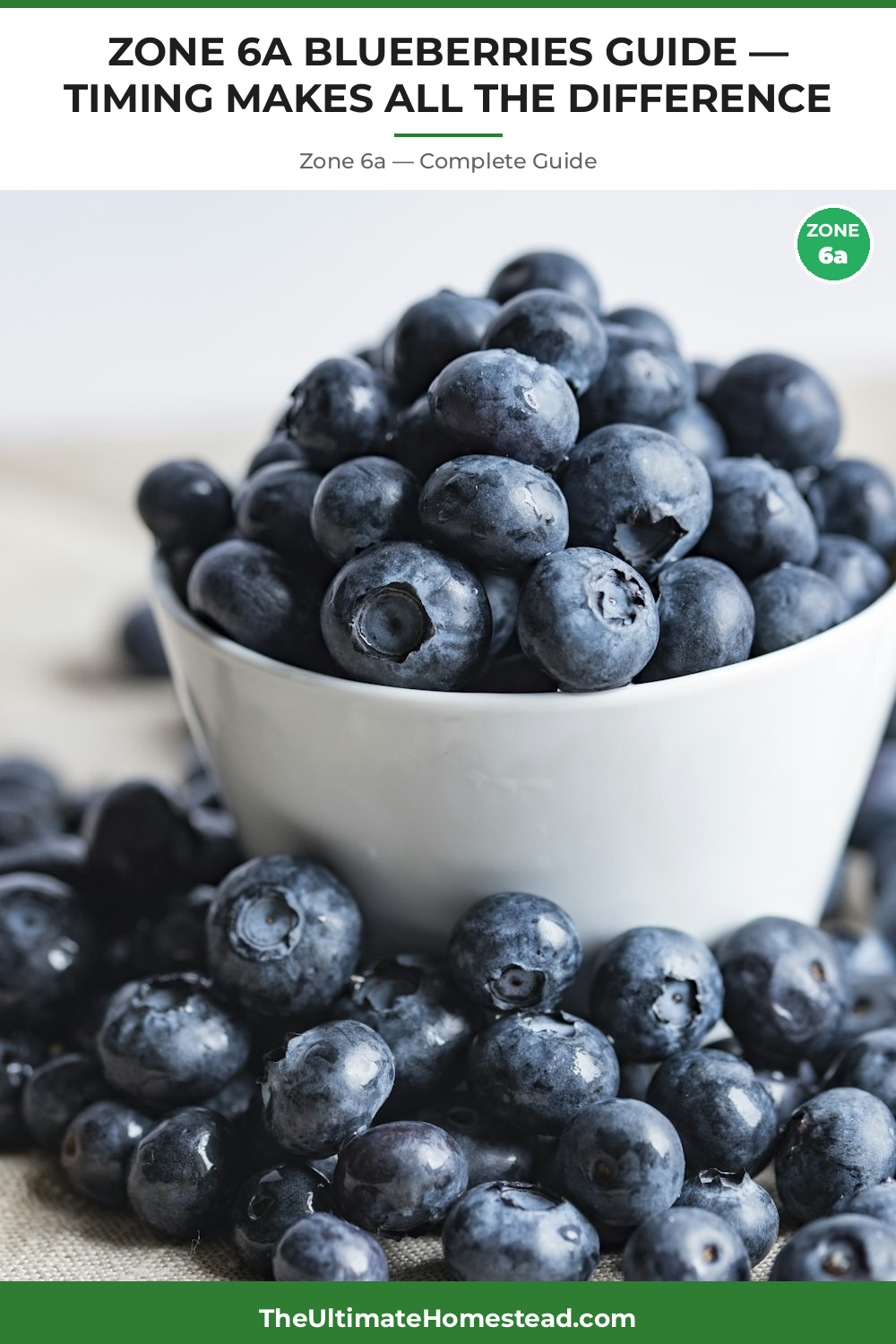 When to Plant Blueberries in Zone 6a