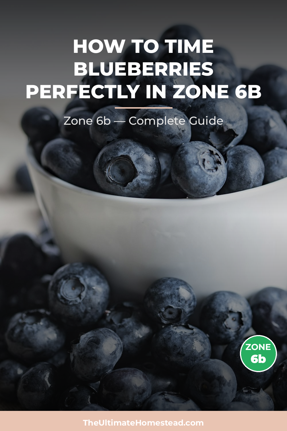 When to Plant Blueberries in Zone 6b
