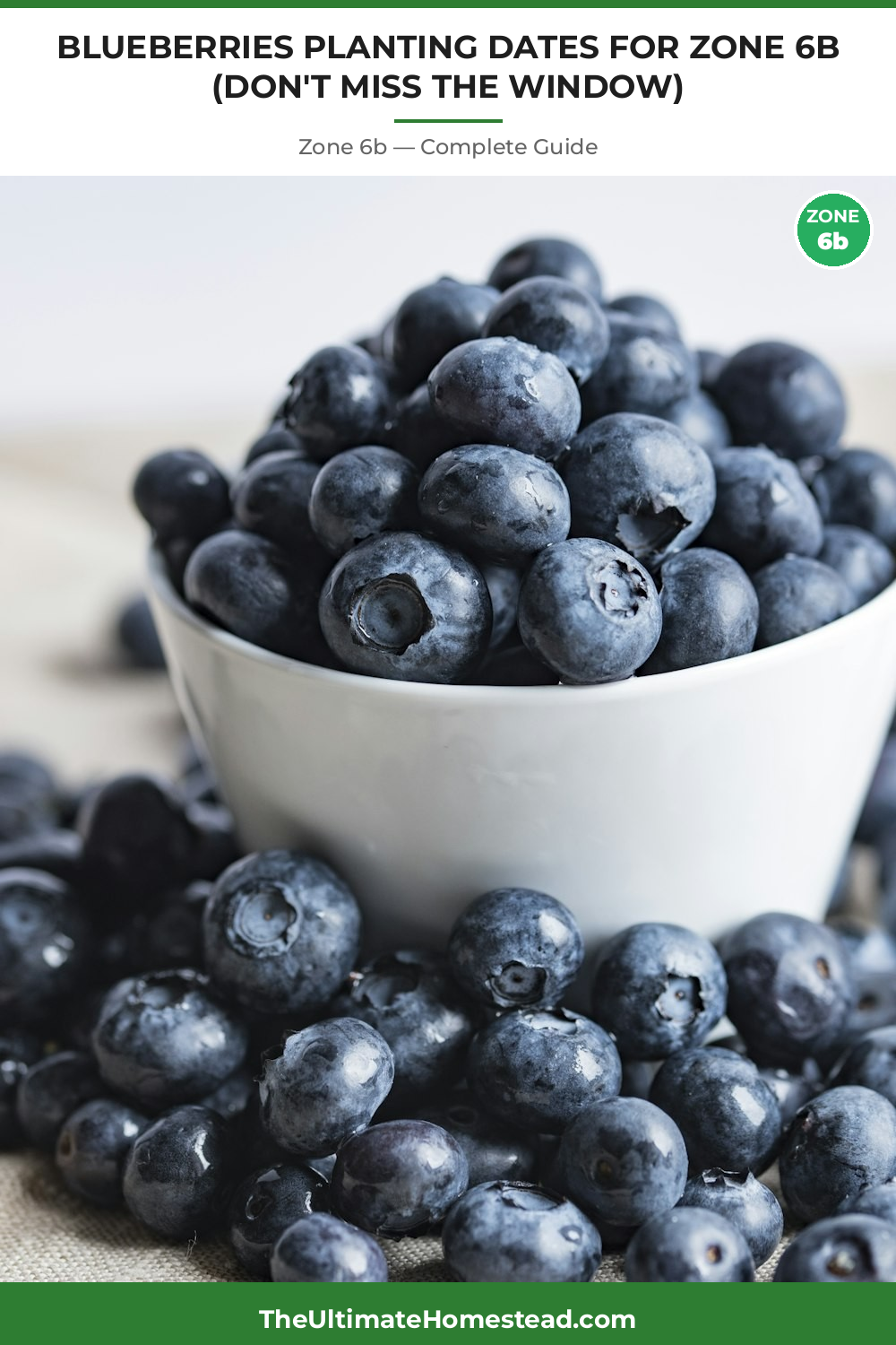 When to Plant Blueberries in Zone 6b