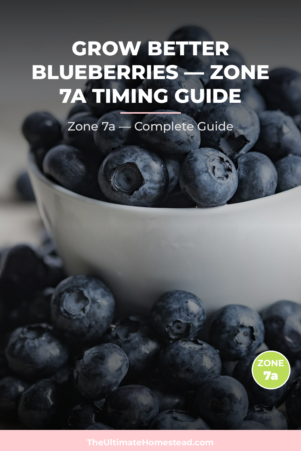 When to Plant Blueberries in Zone 7a