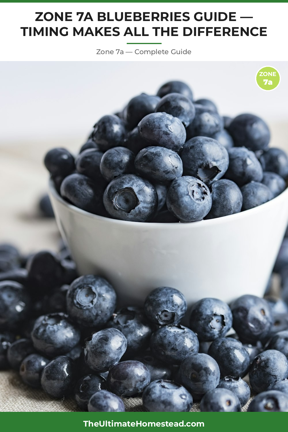 When to Plant Blueberries in Zone 7a