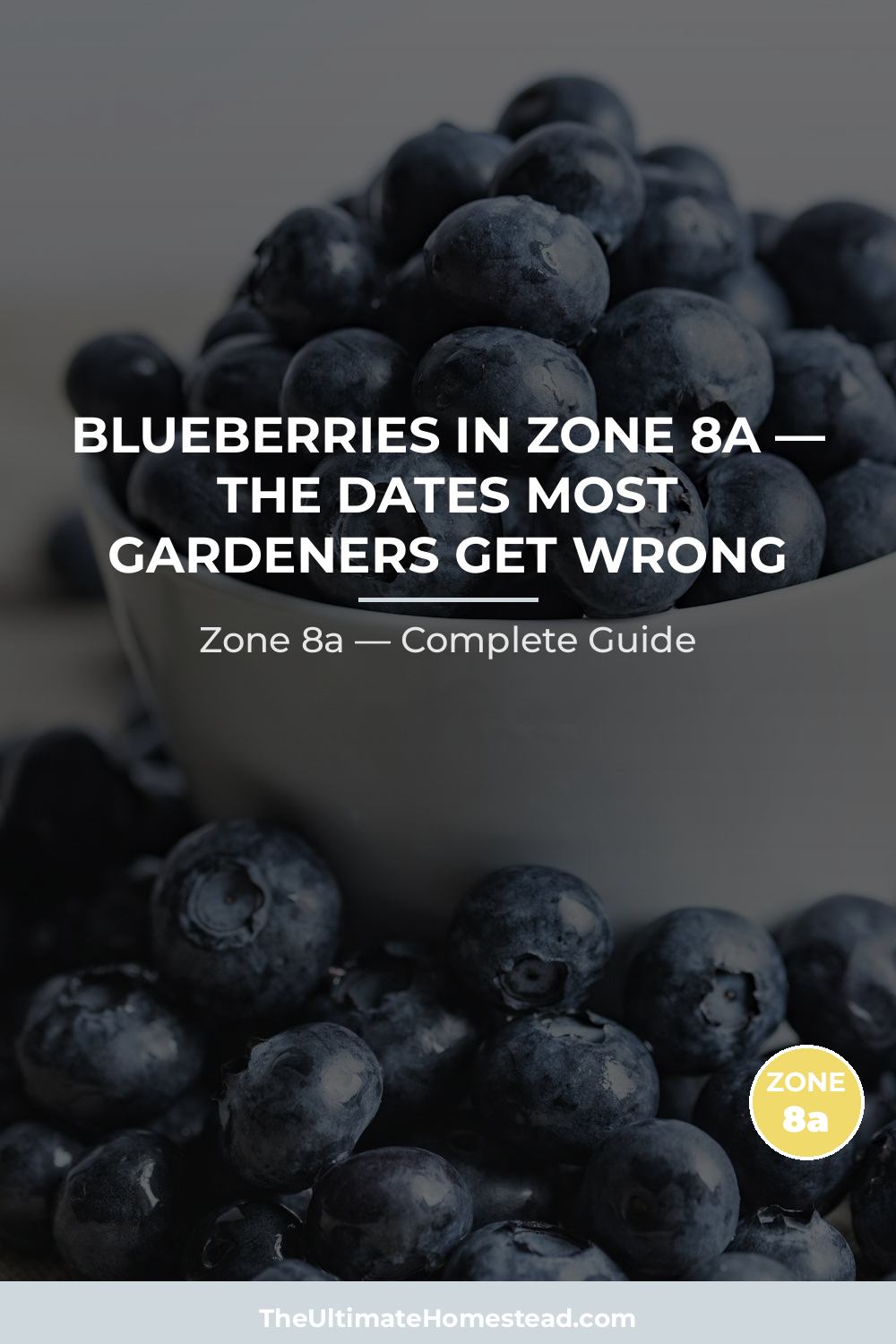 When to Plant Blueberries in Zone 8a