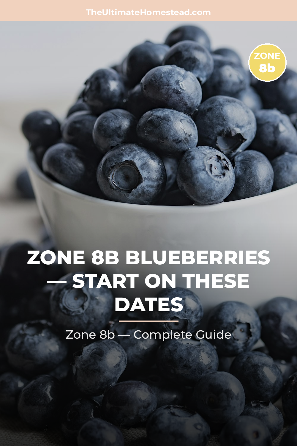When to Plant Blueberries in Zone 8b