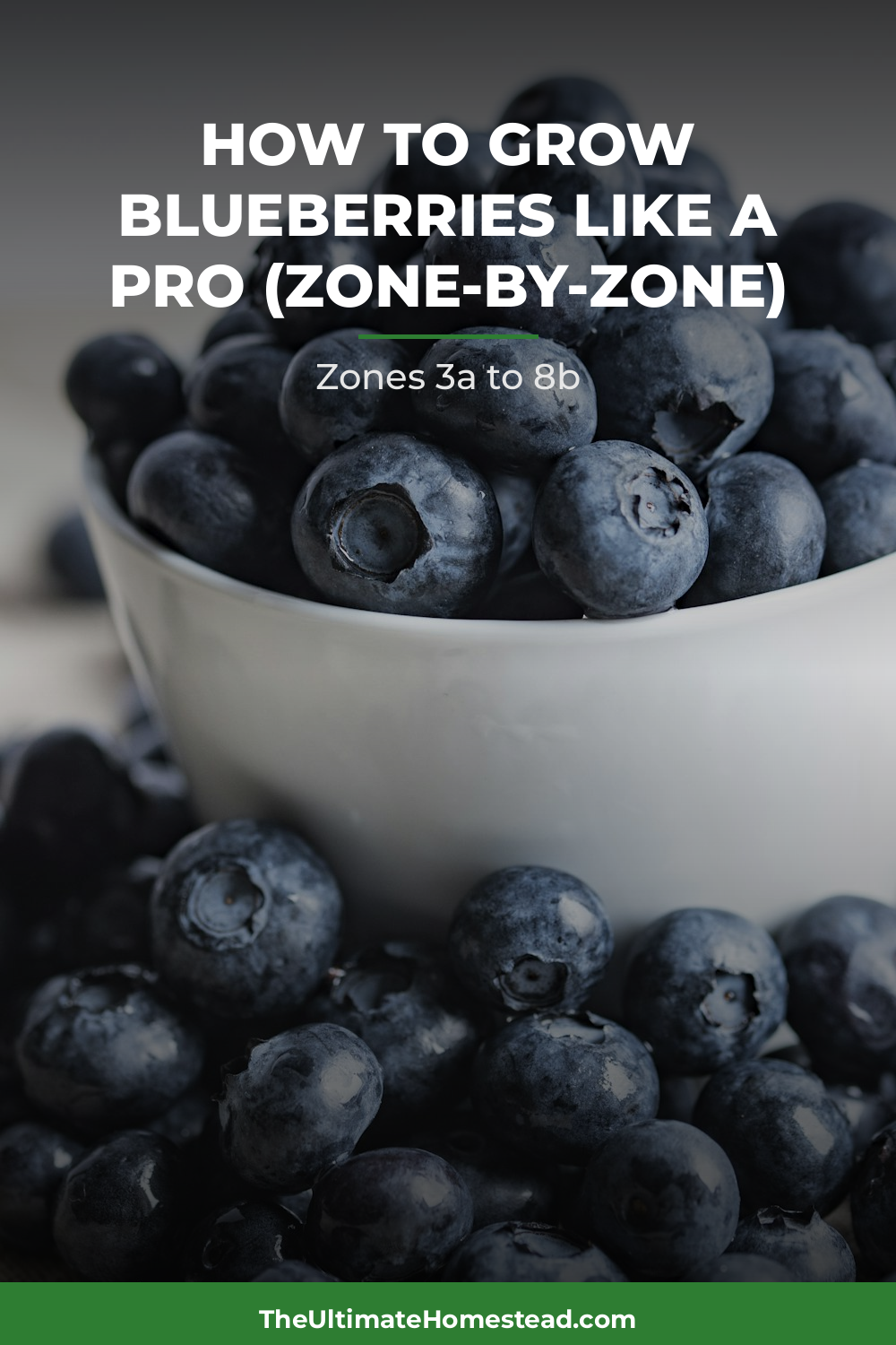 Blueberries Planting Guide