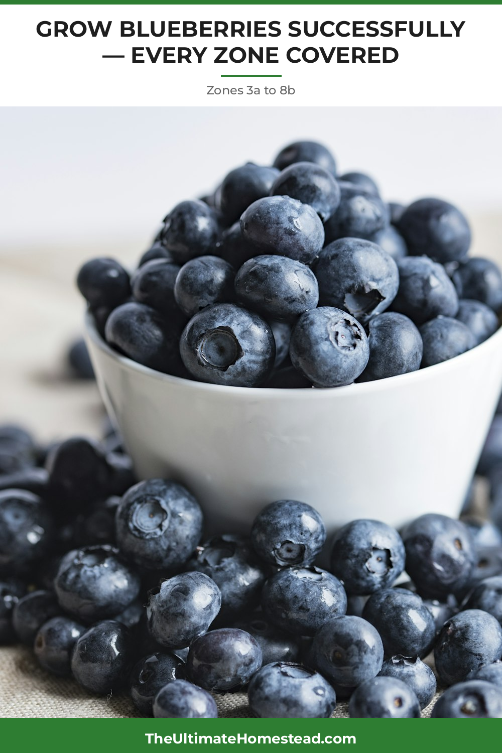 Blueberries Planting Guide