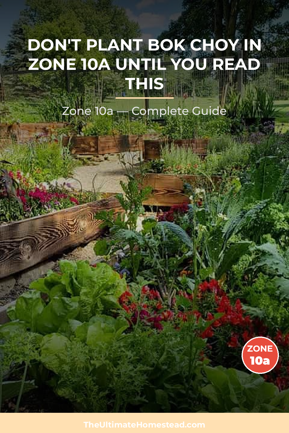 When to Plant Bok Choy in Zone 10a