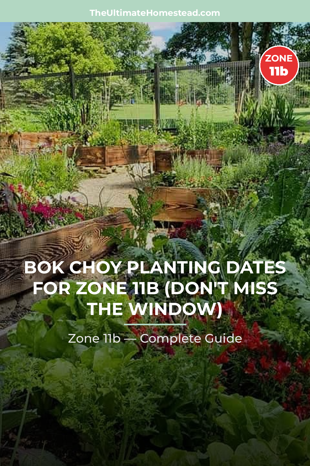 When to Plant Bok Choy in Zone 11b