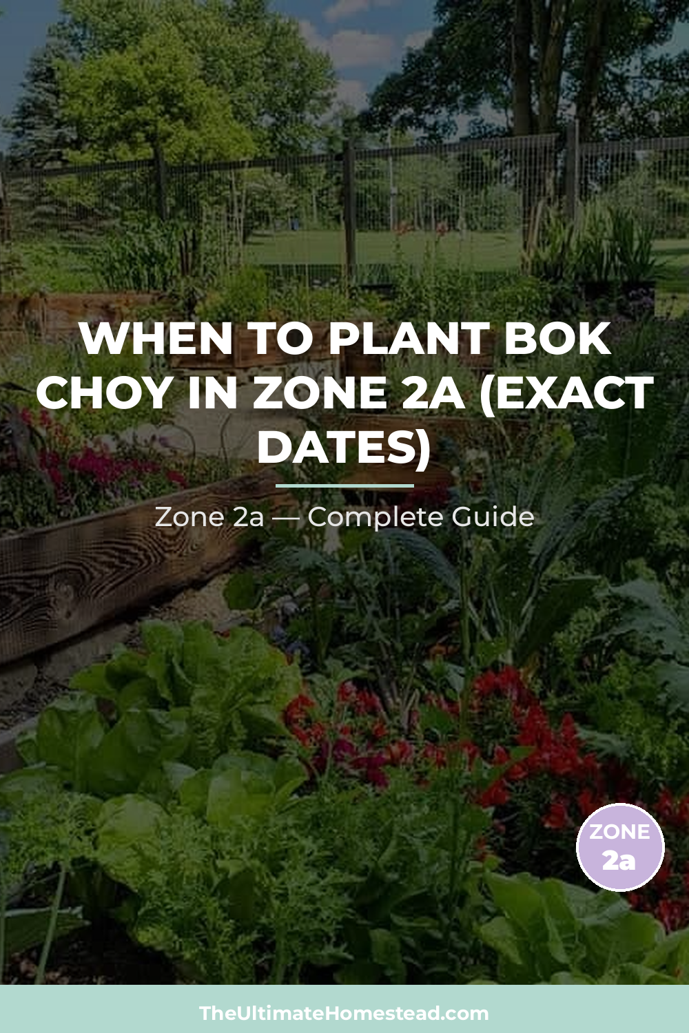 When to Plant Bok Choy in Zone 2a