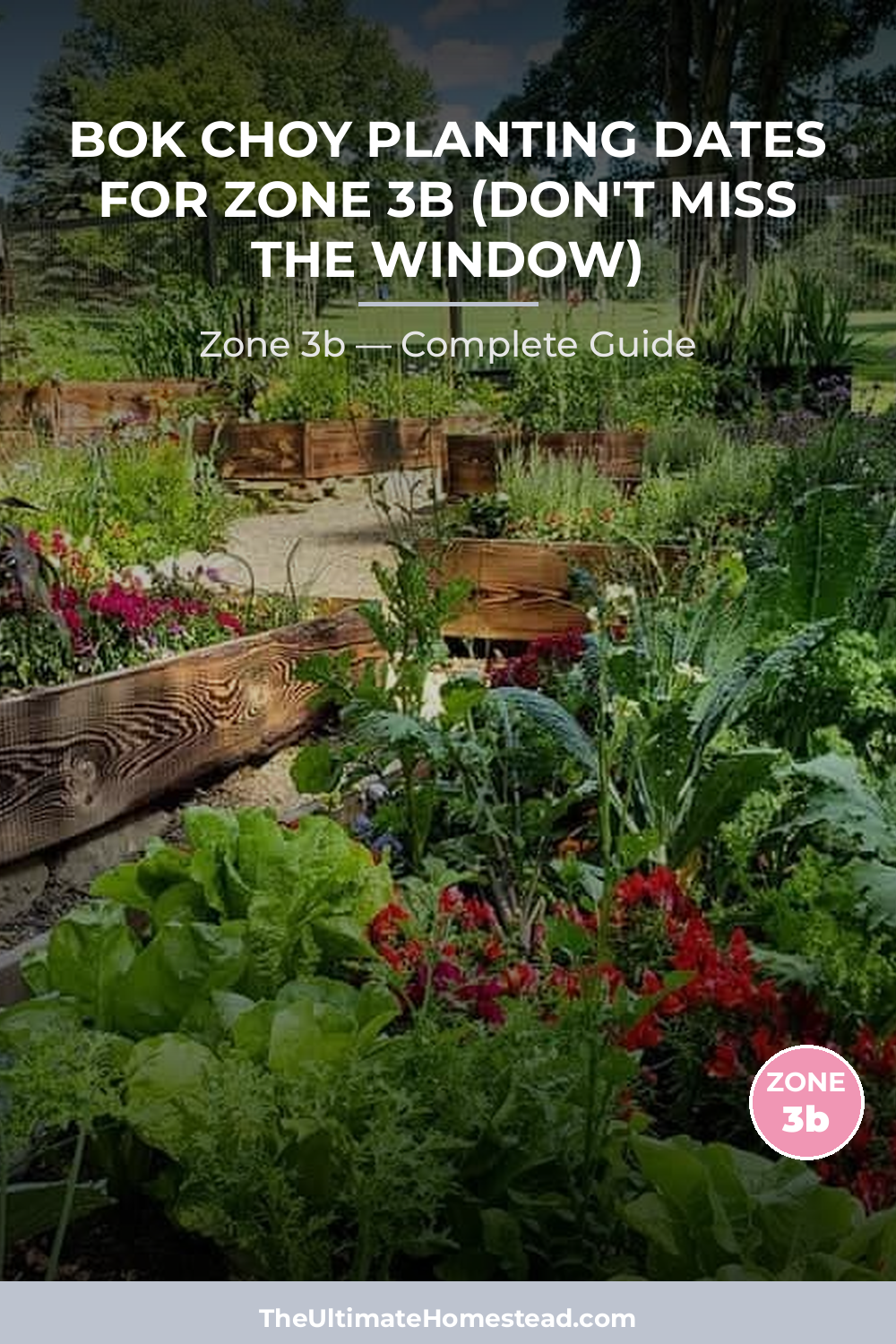 When to Plant Bok Choy in Zone 3b