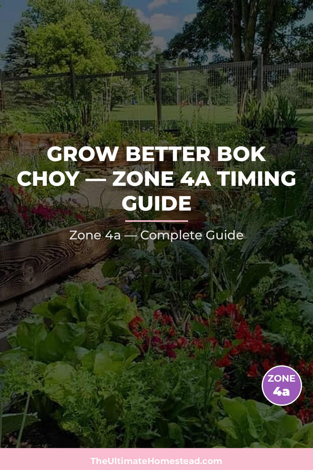 When to Plant Bok Choy in Zone 4a