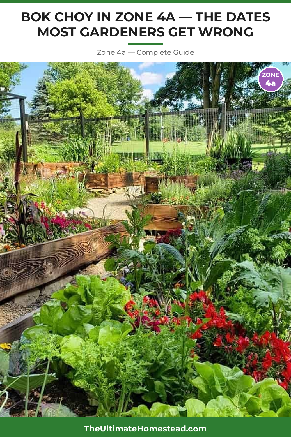 When to Plant Bok Choy in Zone 4a