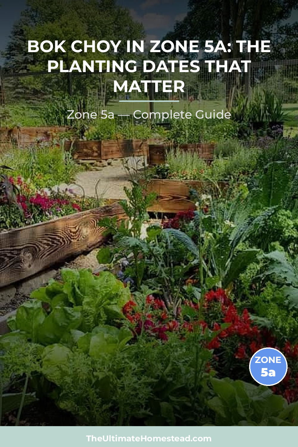 When to Plant Bok Choy in Zone 5a
