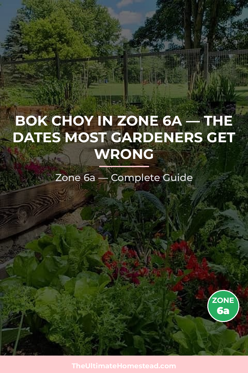 When to Plant Bok Choy in Zone 6a