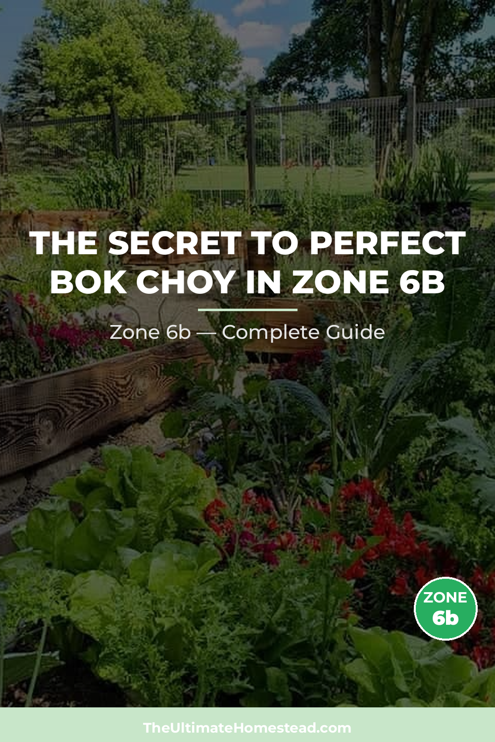 When to Plant Bok Choy in Zone 6b