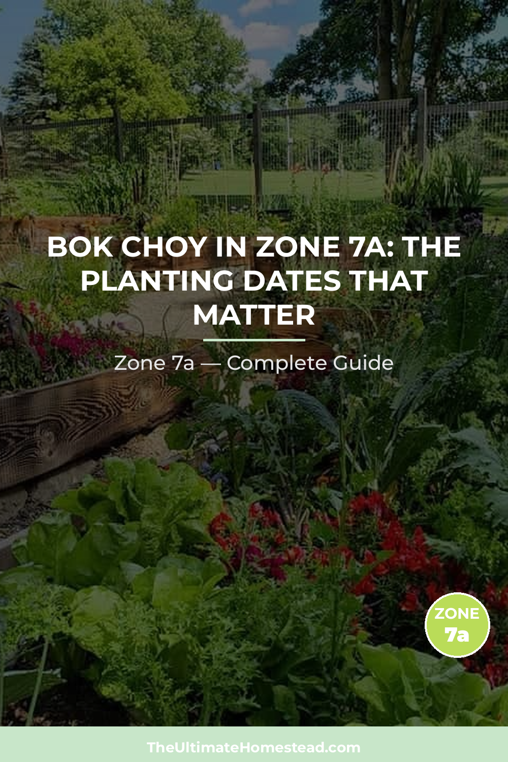 When to Plant Bok Choy in Zone 7a