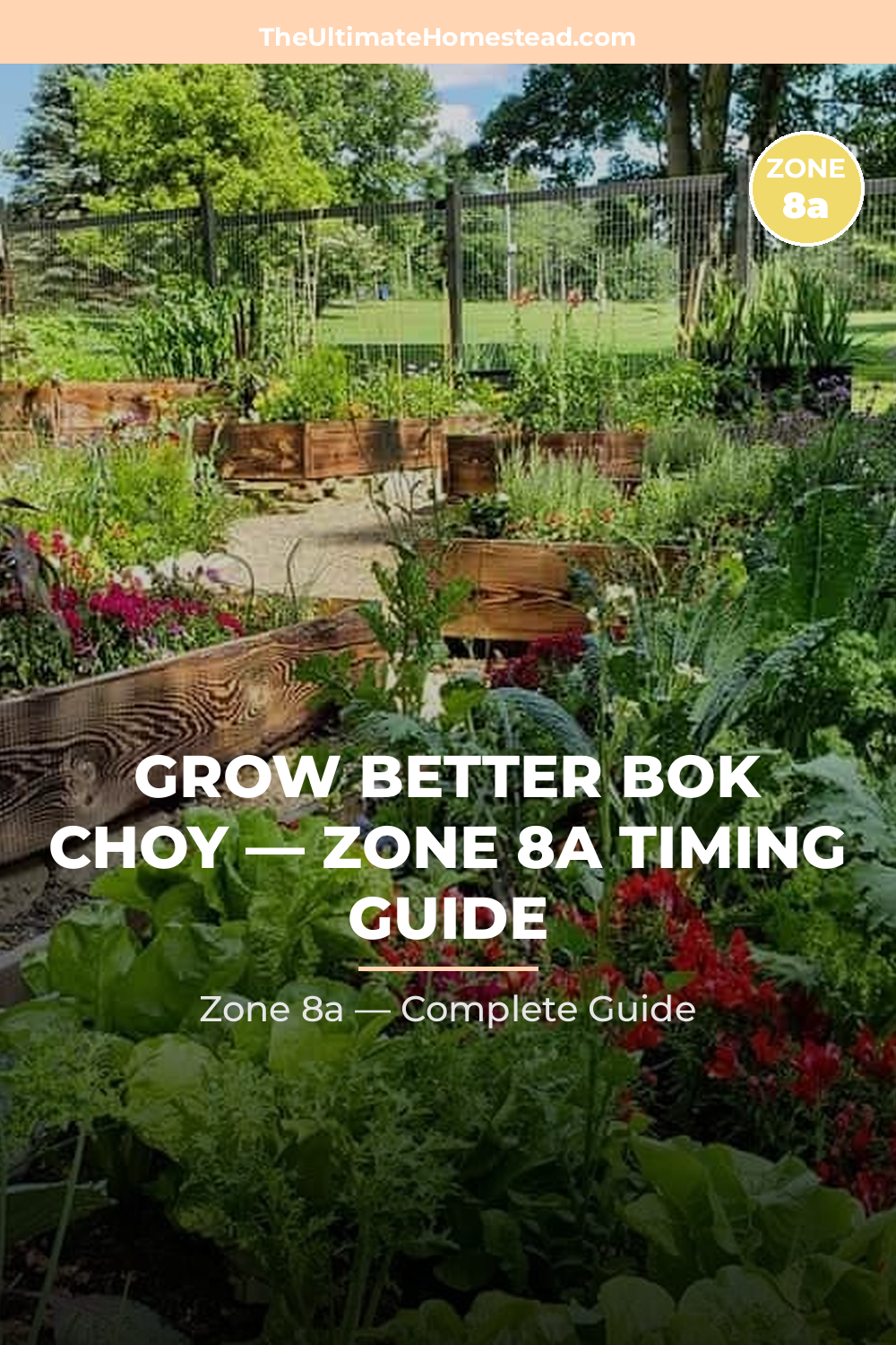 When to Plant Bok Choy in Zone 8a