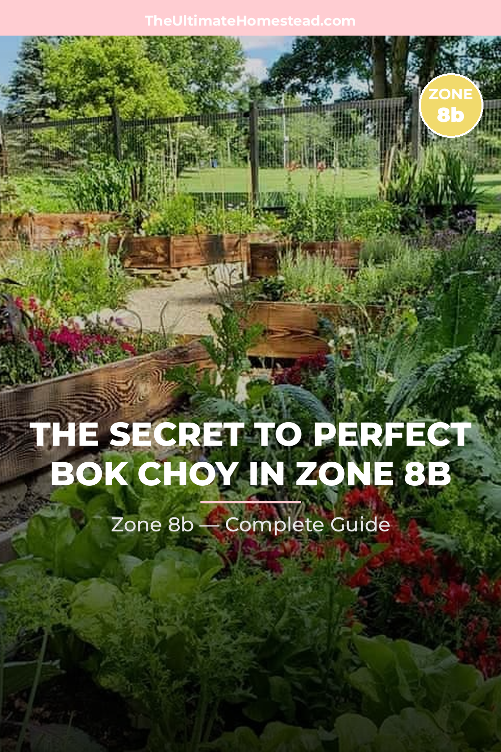 When to Plant Bok Choy in Zone 8b