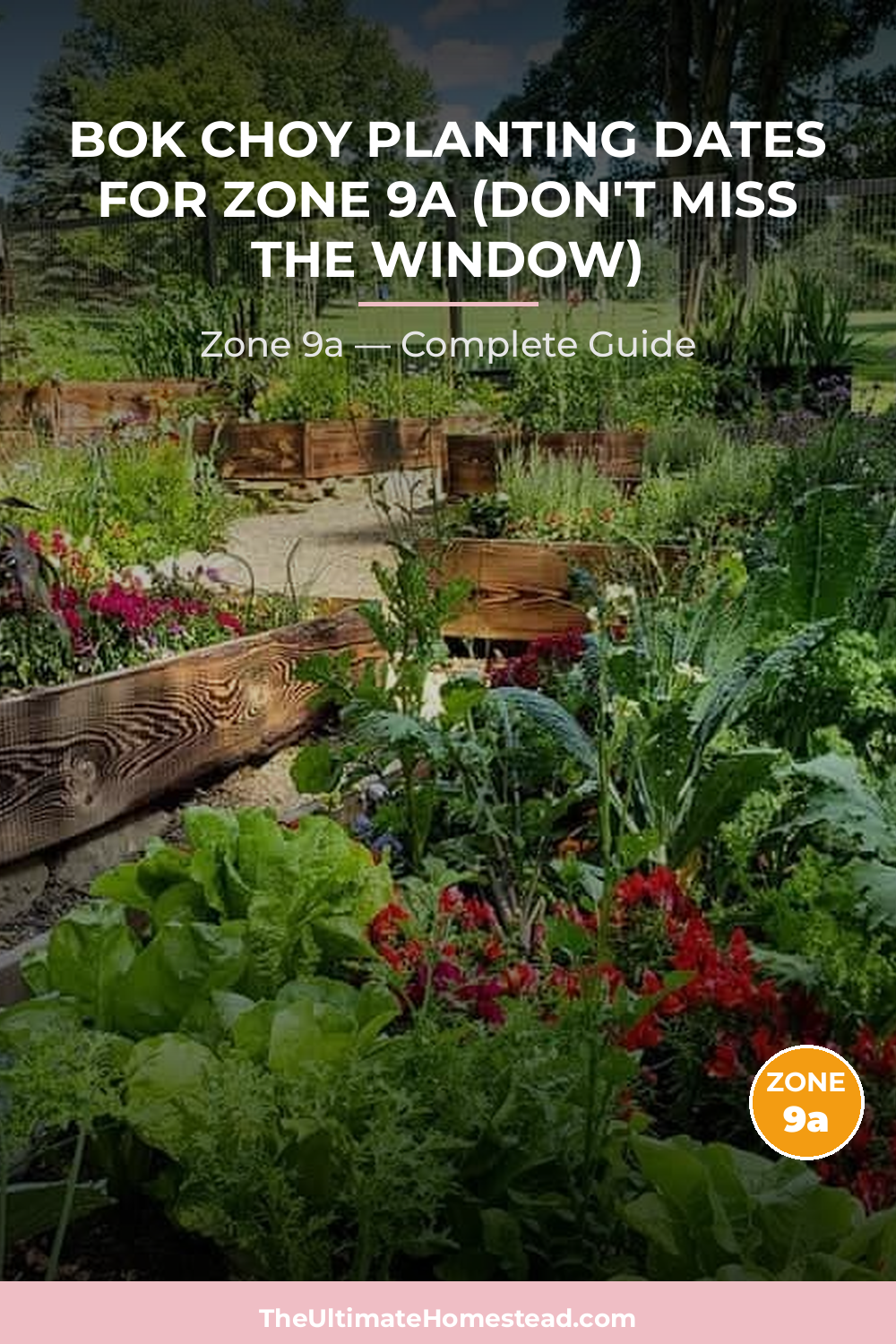 When to Plant Bok Choy in Zone 9a