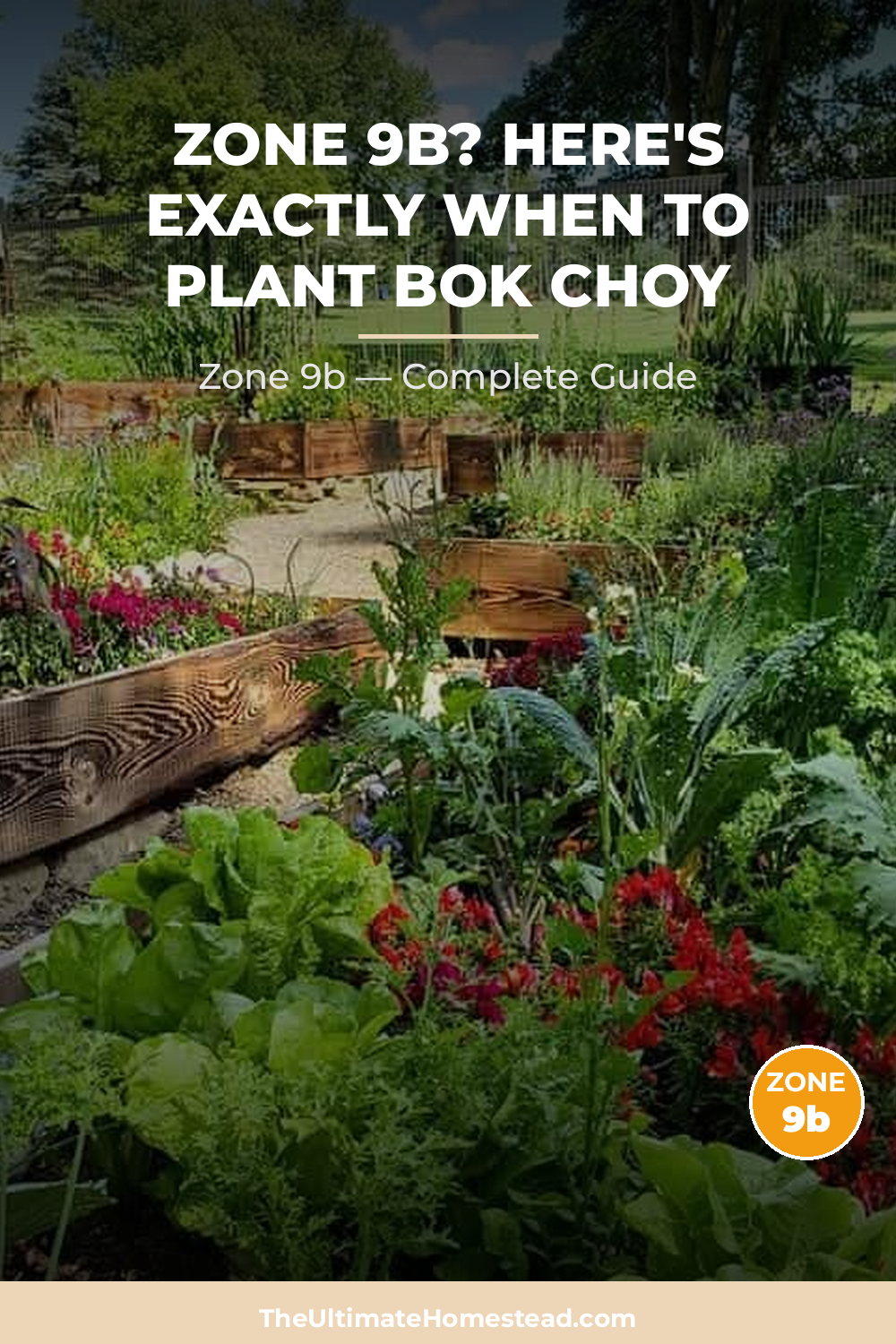 When to Plant Bok Choy in Zone 9b