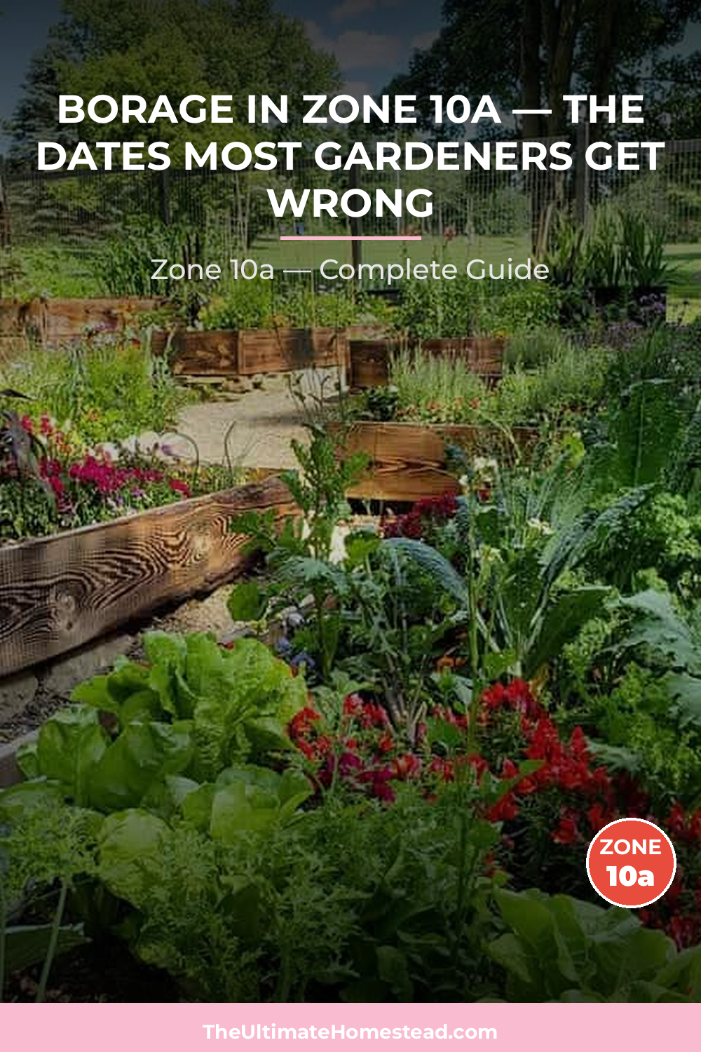 When to Plant Borage in Zone 10a