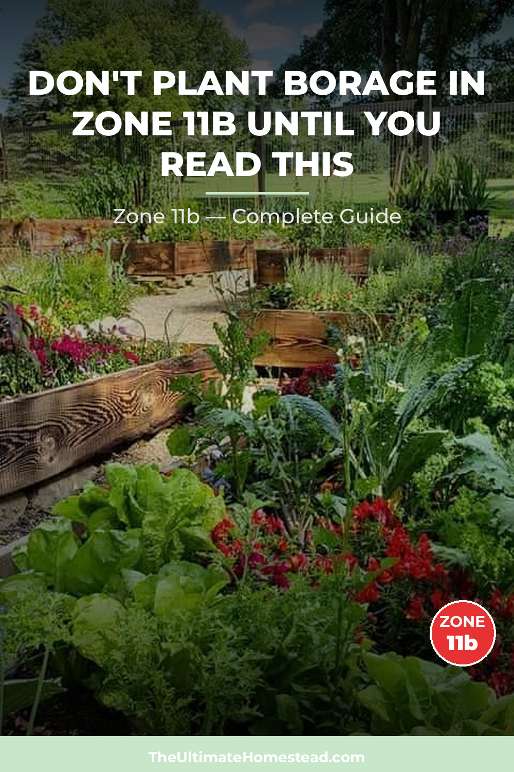 When to Plant Borage in Zone 11b