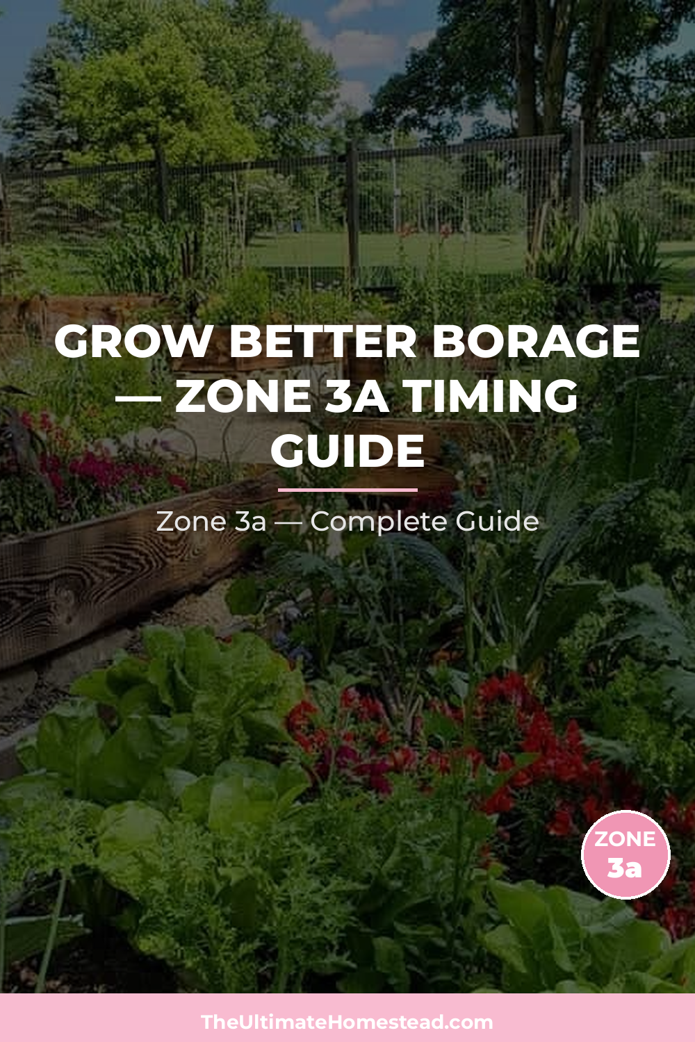 When to Plant Borage in Zone 3a