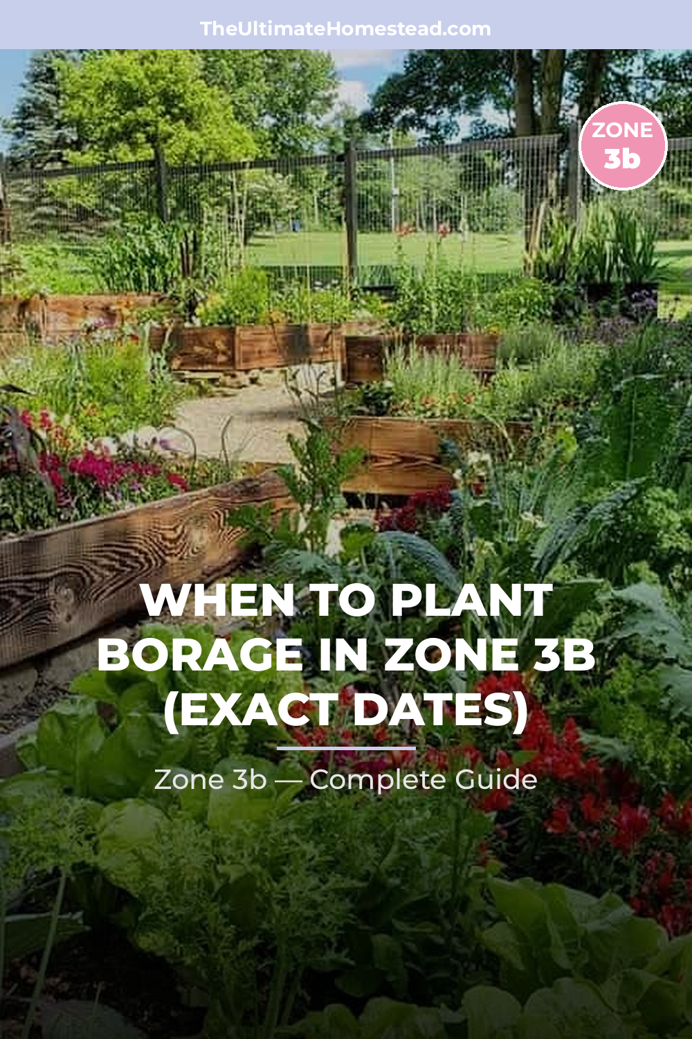 When to Plant Borage in Zone 3b