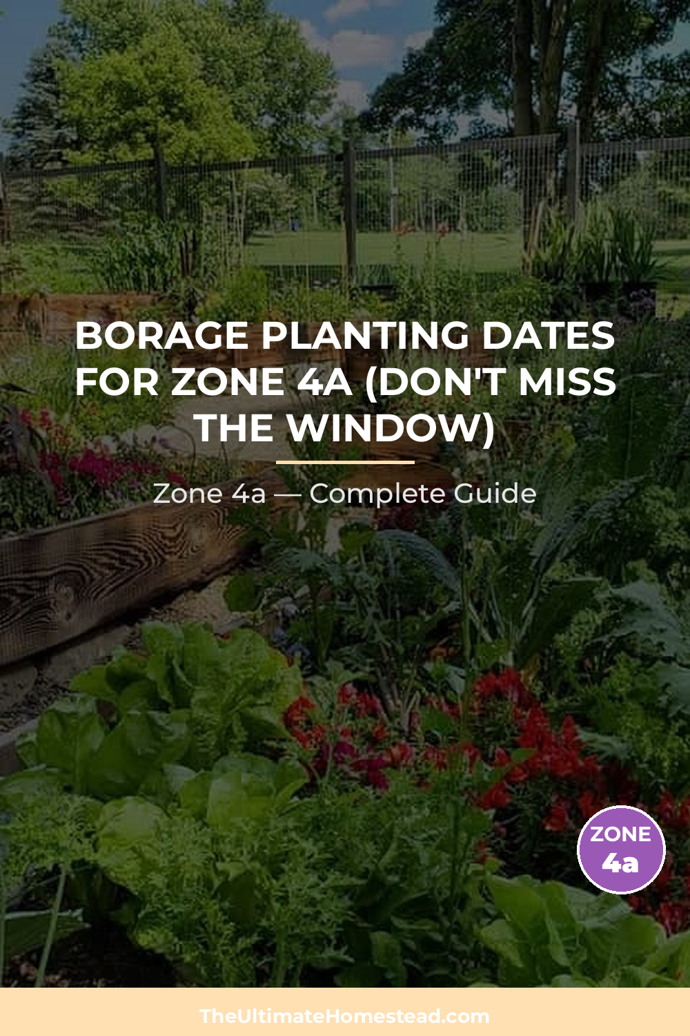 When to Plant Borage in Zone 4a