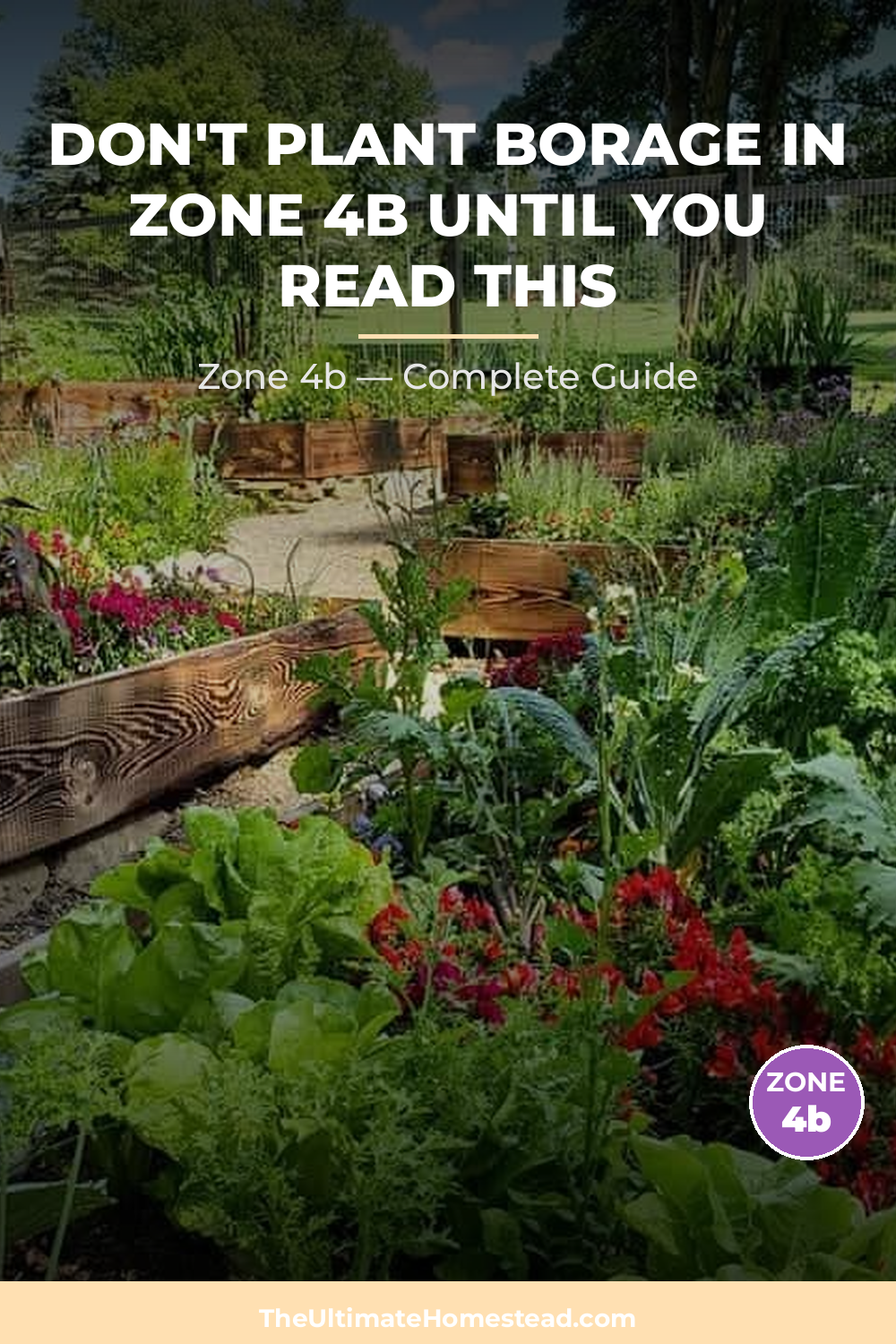 When to Plant Borage in Zone 4b